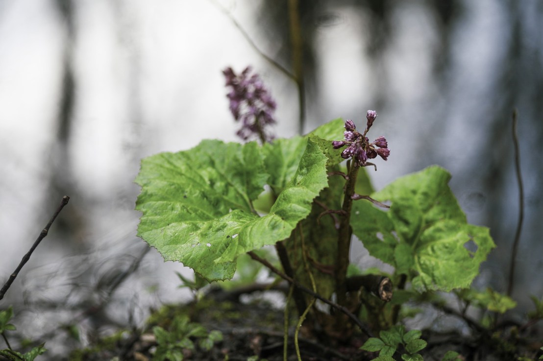 Butterbur