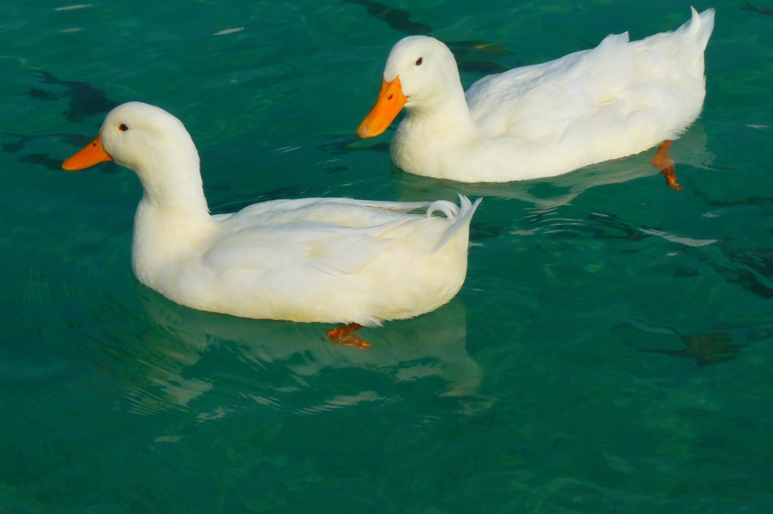 Is Duck Unclean Meat?